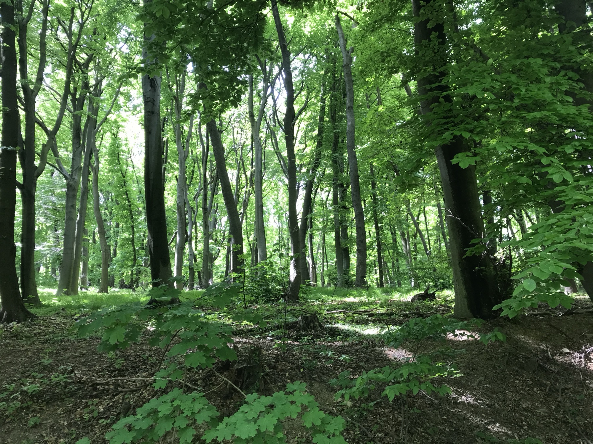 Beech forest trail on Devínska Kobyla